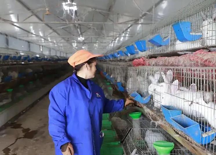 肉兔生态养殖