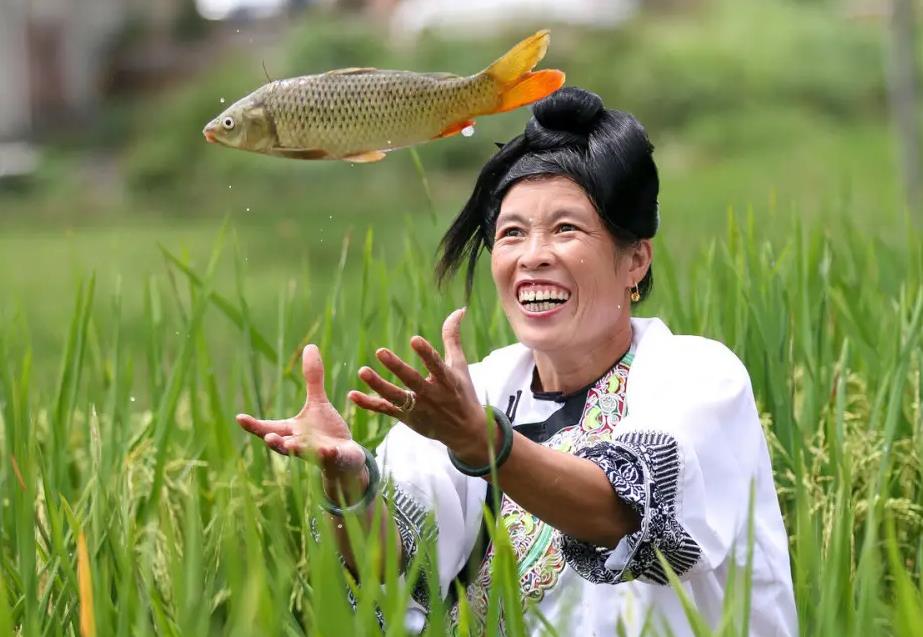 稻田养鱼技术