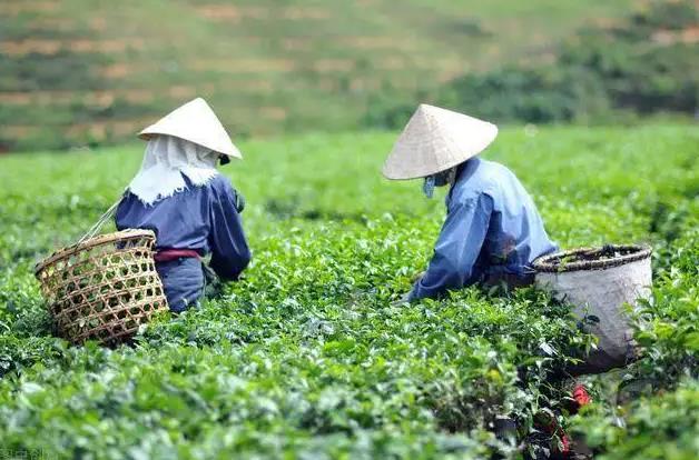 高山茶种植