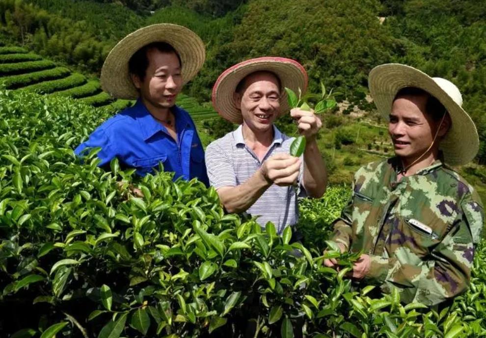 高山茶种植