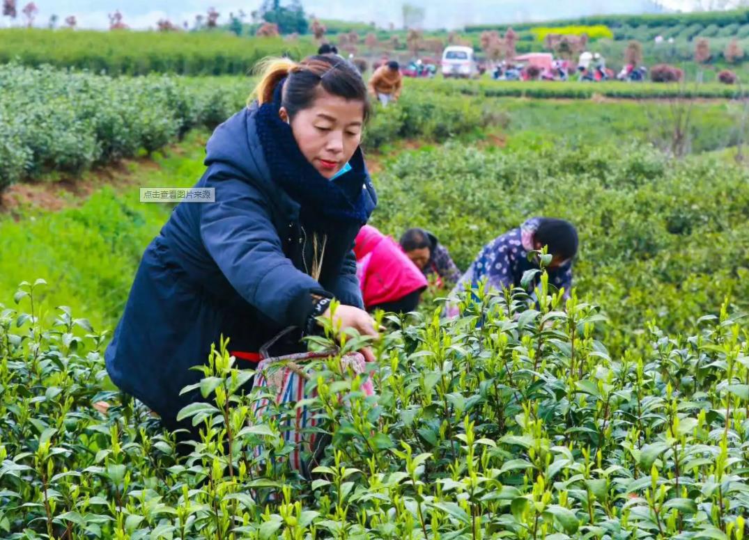 高山茶种植