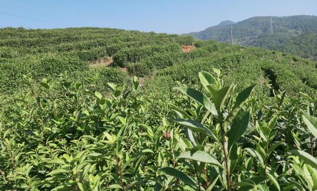 高山茶种植