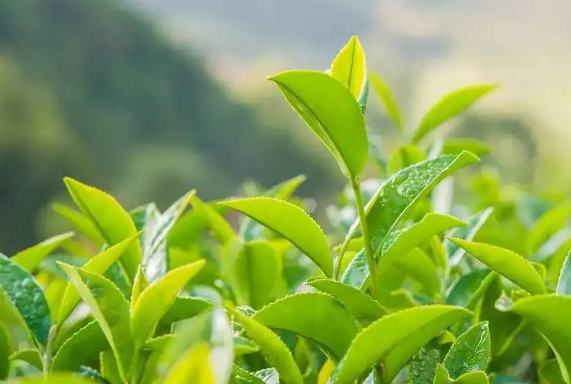 高山茶种植