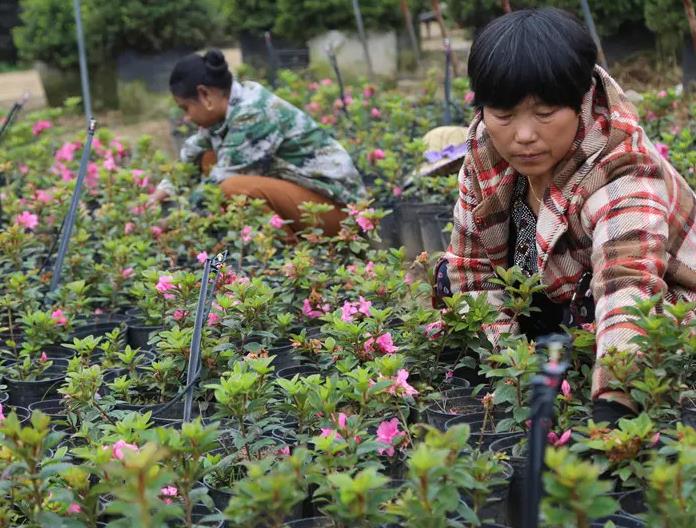 花卉苗木栽培