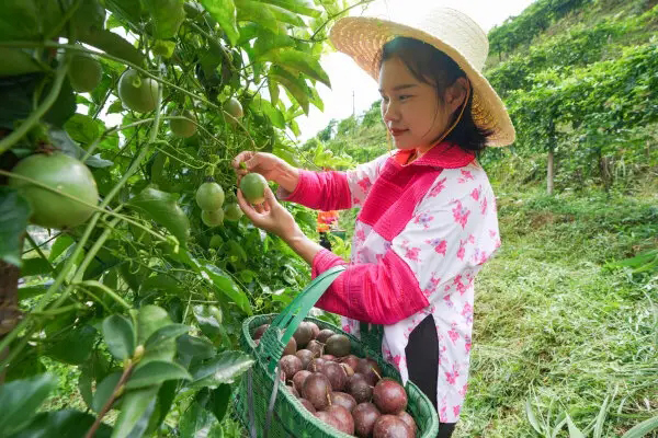 百香果实用栽培技术