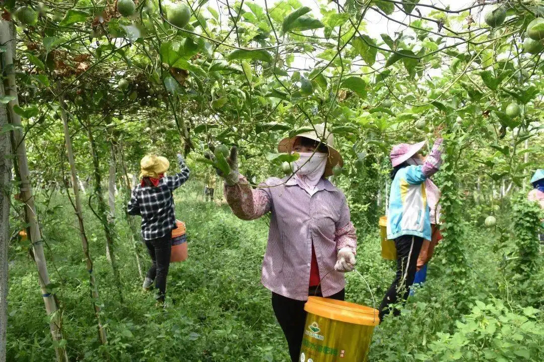 百香果实用栽培技术