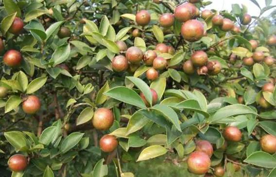 油茶林丰产改造技术