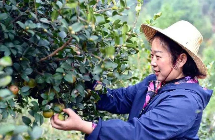 油茶林丰产改造技术