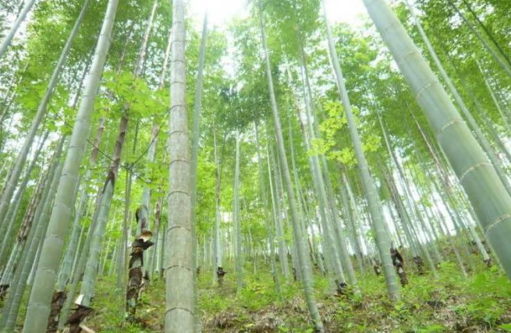 毛竹丰产管理技术